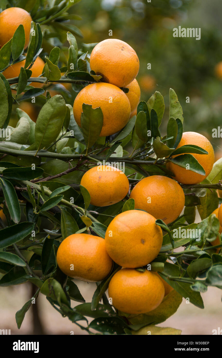 A mandarin orange growing orchard owed by 2PH, a family run fruit