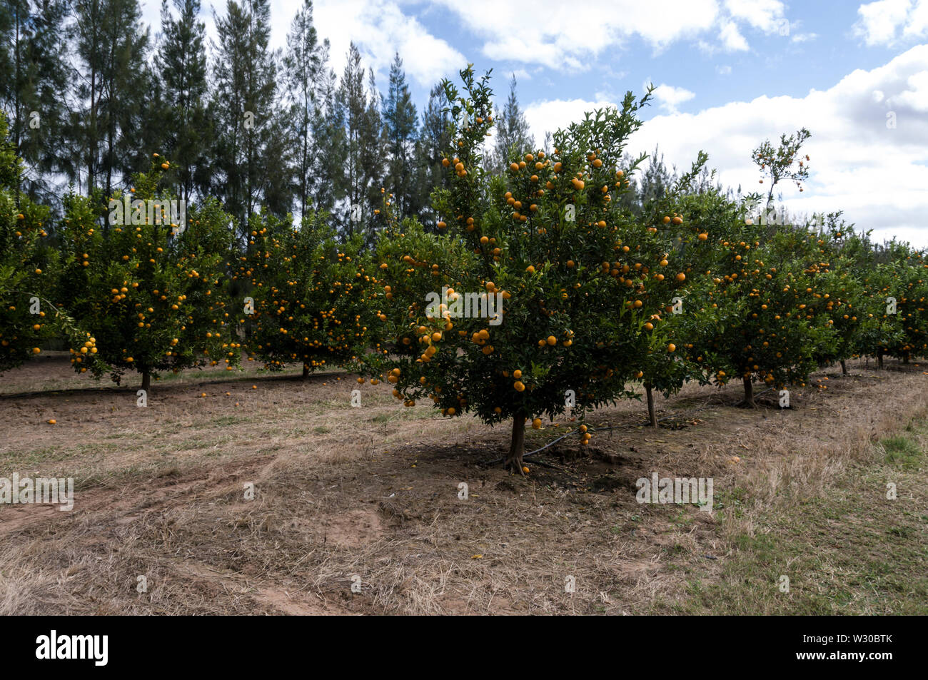 A mandarin orange growing orchard owed by 2PH, a family run fruit