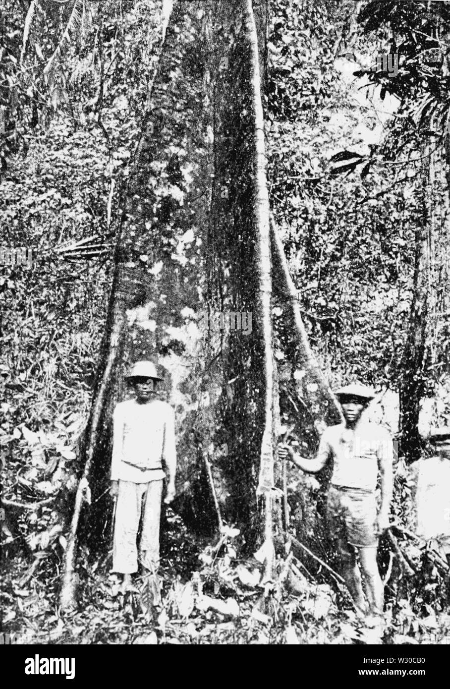 PSM V65 D480 Gutta percha tree in mindanao Stock Photo Alamy