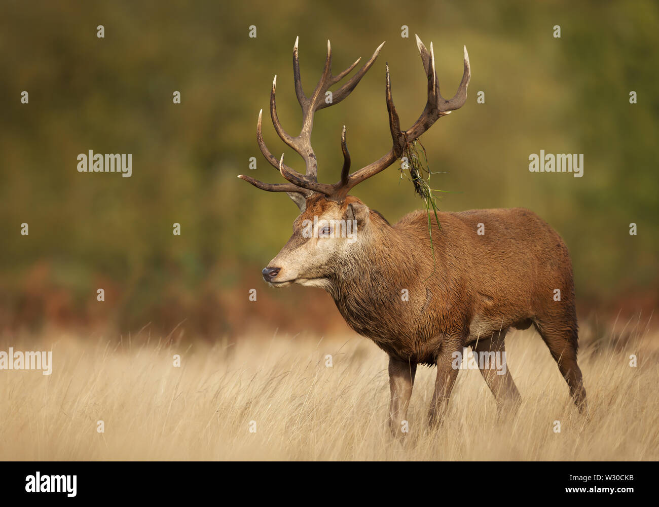Close up of a red deer stag during rutting season in autumn with grass on antlers, UK. Stock Photo