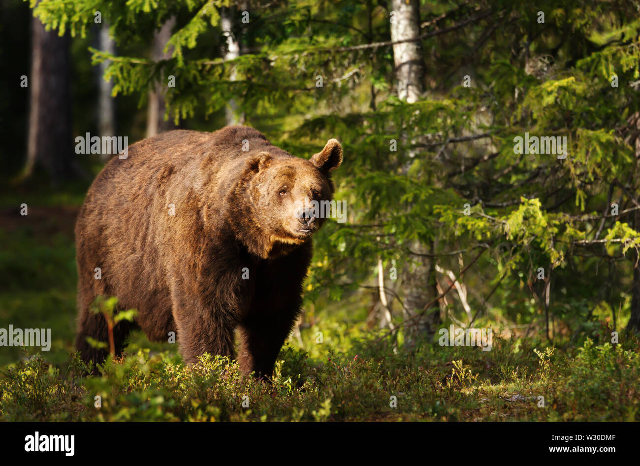 Close-up of European brown bear (Ursos arctos) with one ear in boreal forest, Finland. Stock Photo