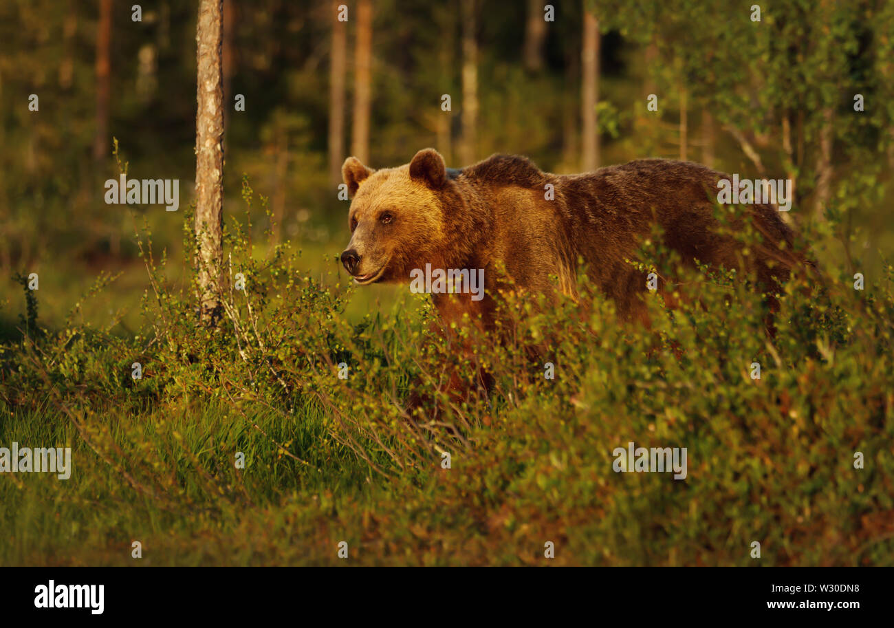 Close-up of European brown bear (Ursos arctos) male in boreal forest, Finland. Stock Photo