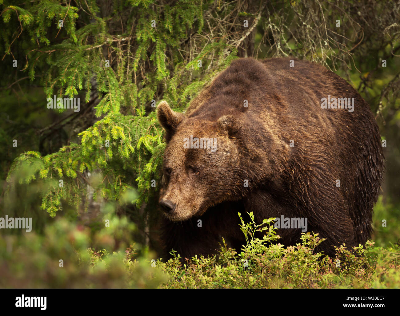 Close-up of a huge European brown bear (Ursos arctos) male in boreal ...