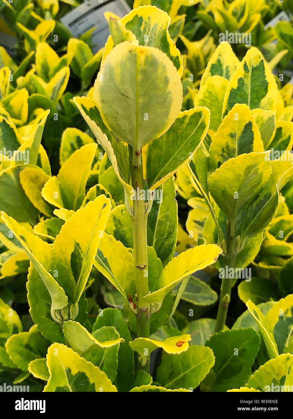 Gratuit Images Euonymus Stock Photos Euonymus Stock Images Page 6 Alamy le plus cool