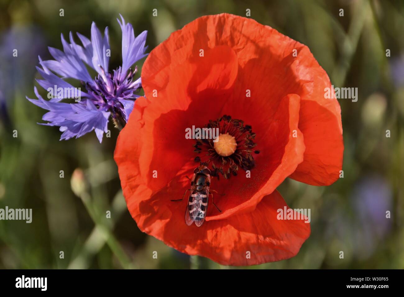 Insect at a poppy flower Stock Photo