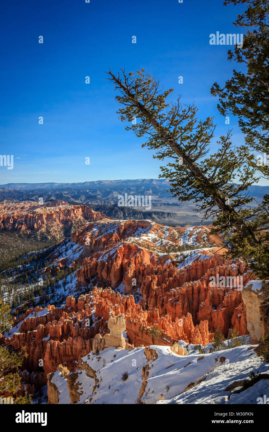 A tree leans into the shot at a Bryce Canyon National Park viewpoint, Utah, USA Stock Photo