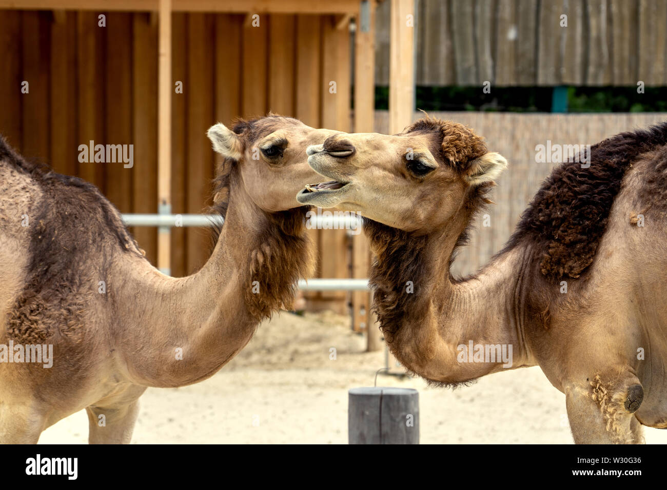 Animal love animal romance hi-res stock photography and images - Alamy