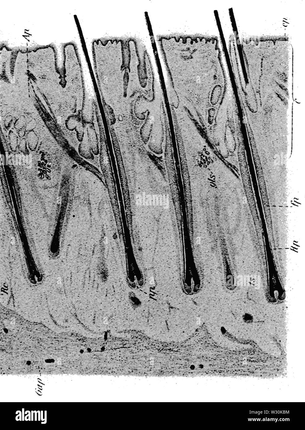 Hair follicle structure Microscopic anatomy of a hair follicle in its   Download Scientific Diagram