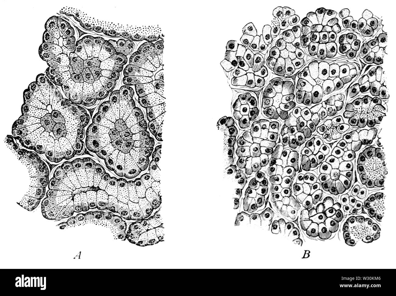 PSM V71 D114 Pancreatic gland of a dog prior to and after prolonged secretion Stock Photo