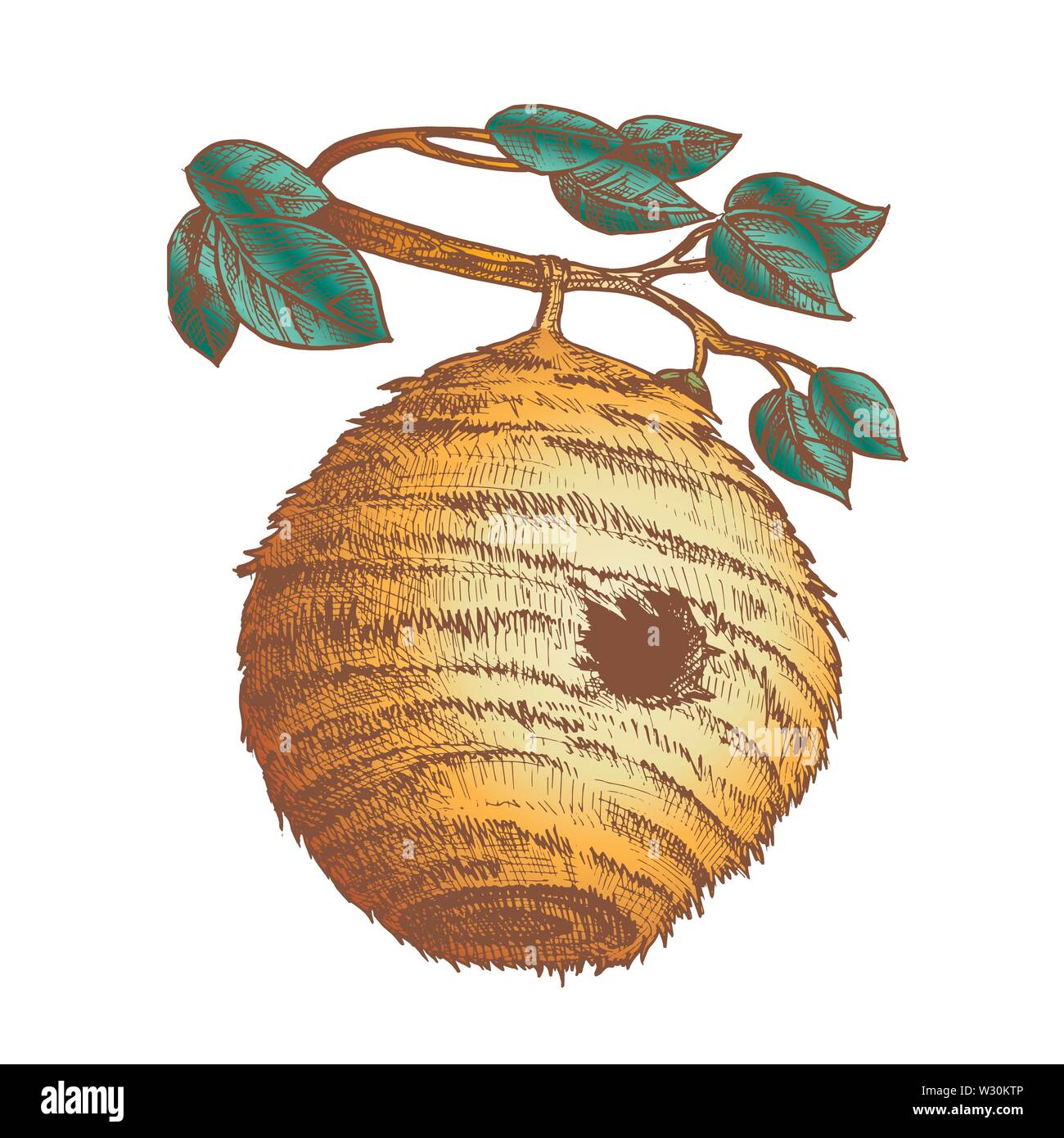 Color Bee Hive House Of Wild Insect On Branch Vector Stock Vector Image