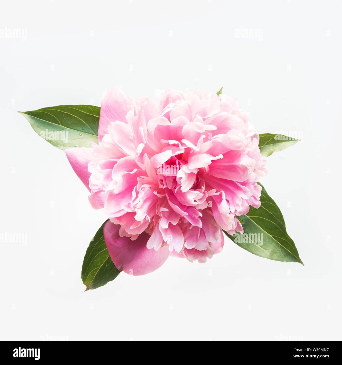 Pink peony bud in Cut Out Stock Images Pictures Alamy