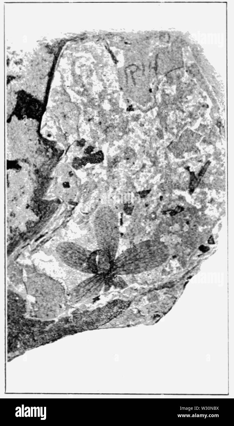 PSM V73 D117 Fossil calyx of porana tenuis Stock Photo