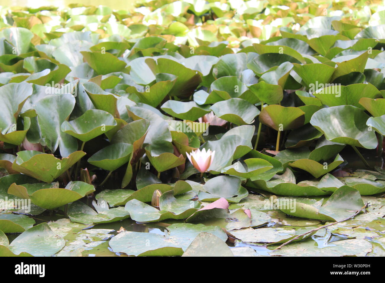 Water lilies in the sunlight Stock Photo