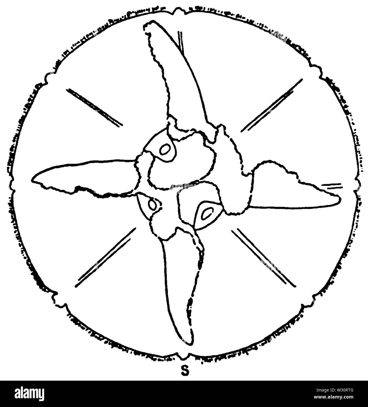 PSM V75 D147 Aurelia Stock Photo Alamy