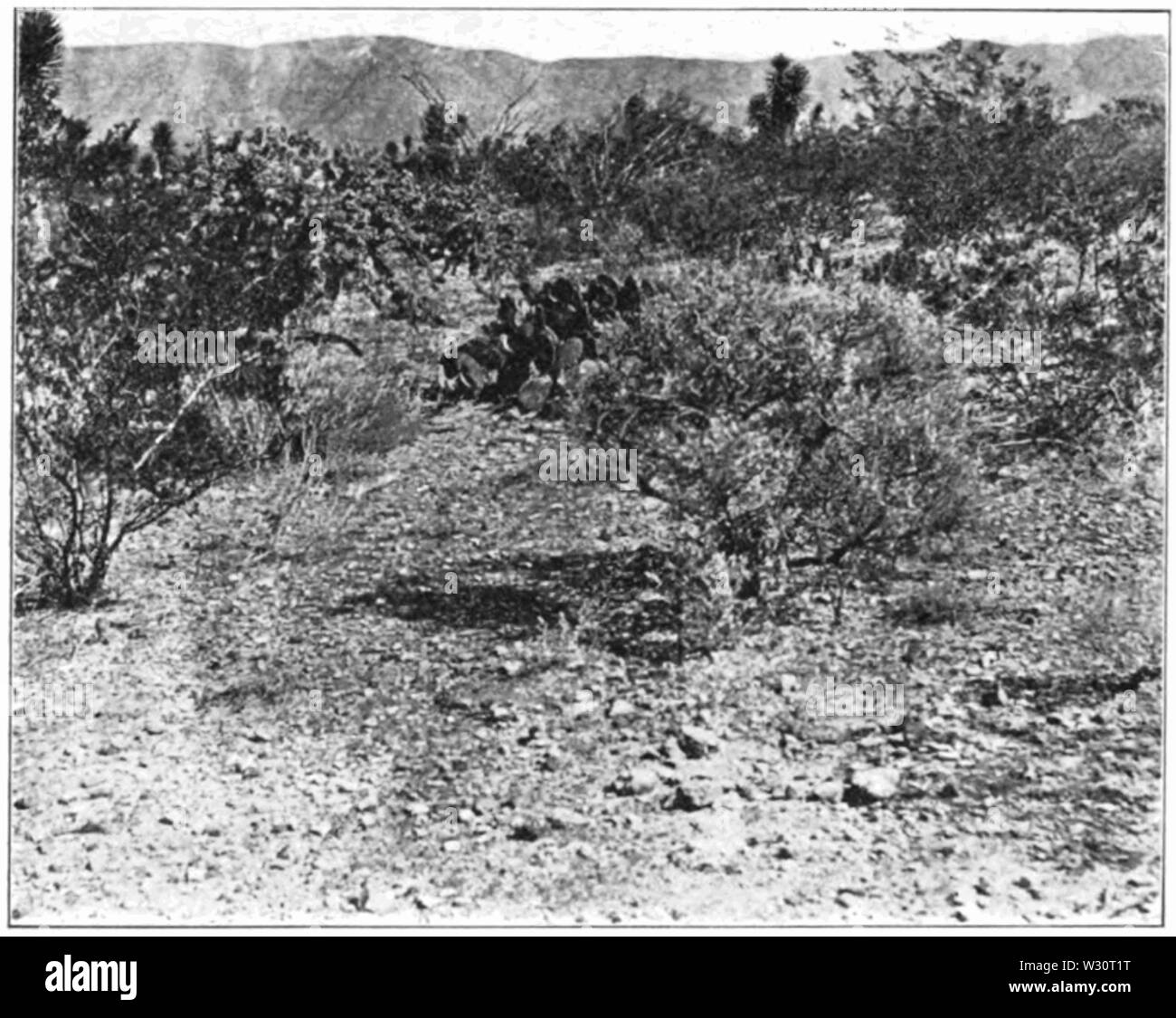 Desert vegetation Black and White Stock Photos & Images - Alamy