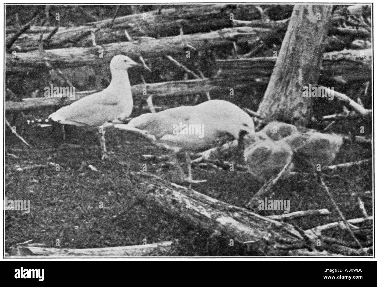 PSM V76 D554 Gull feeding young by regurgitating Stock Photo