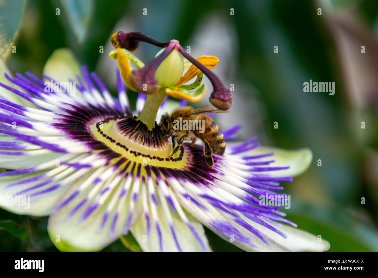 The view of honey bee on the flower of Passiflora edulis or Passion Flower on a natural background. Stock Photo