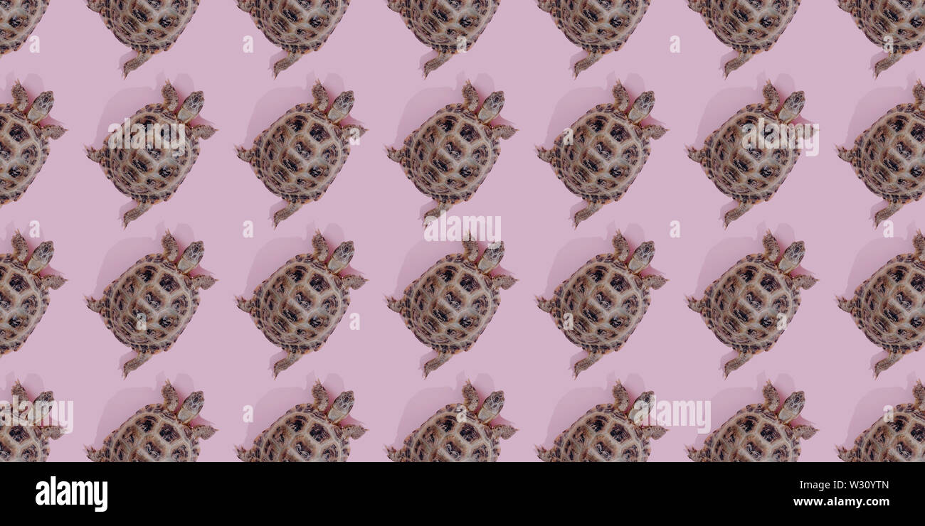 Turtle on pink background trend flat lay concept with fashionable ...