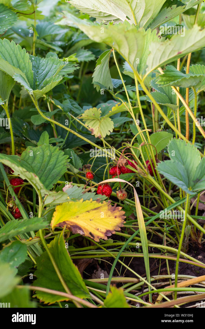 Ripe red organic strawberries in the garden bed, bunches of ...