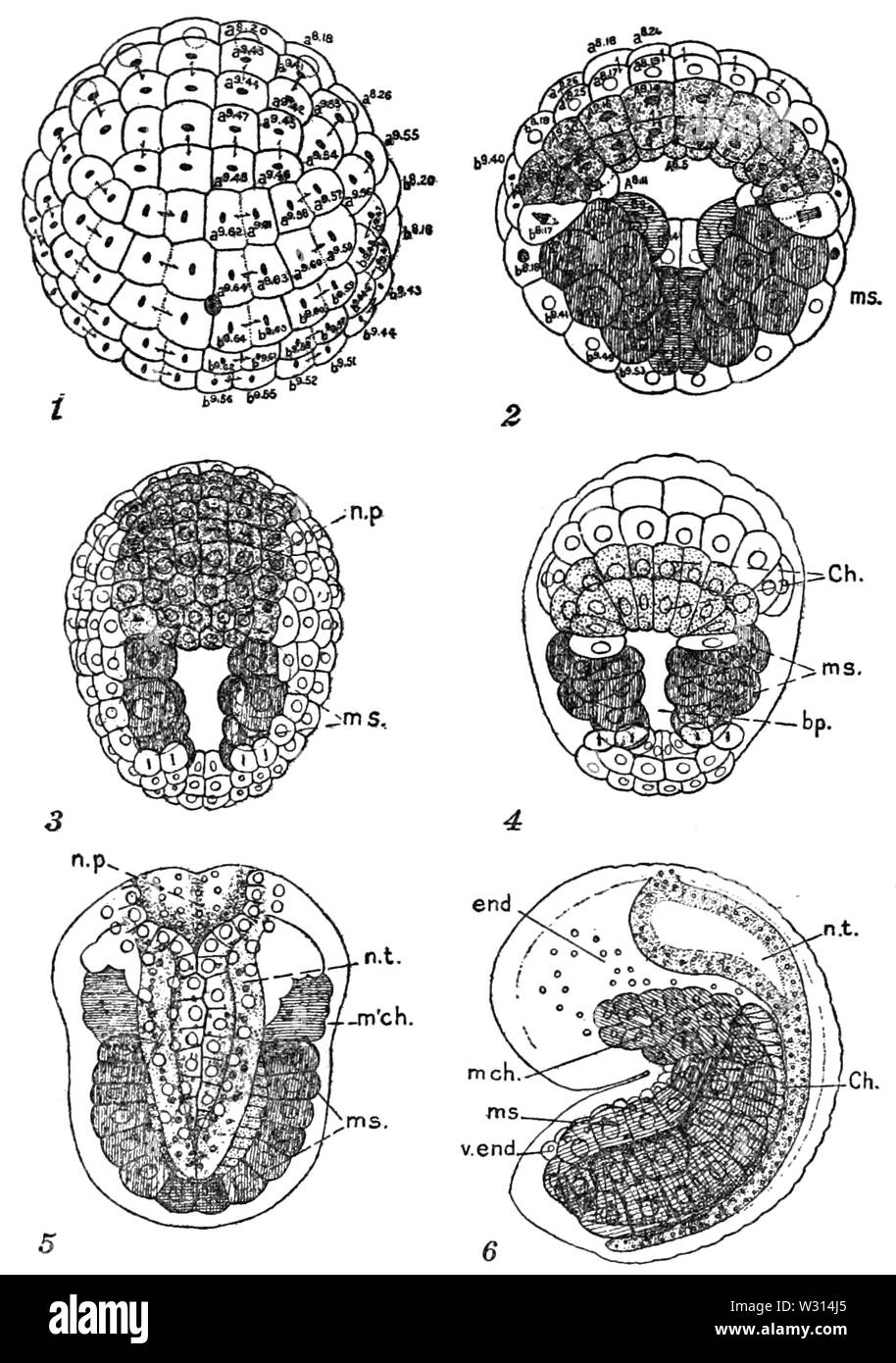 PSM V85 D124 Styela gastrula and larva showing organ and protoplasm distribution Stock Photo