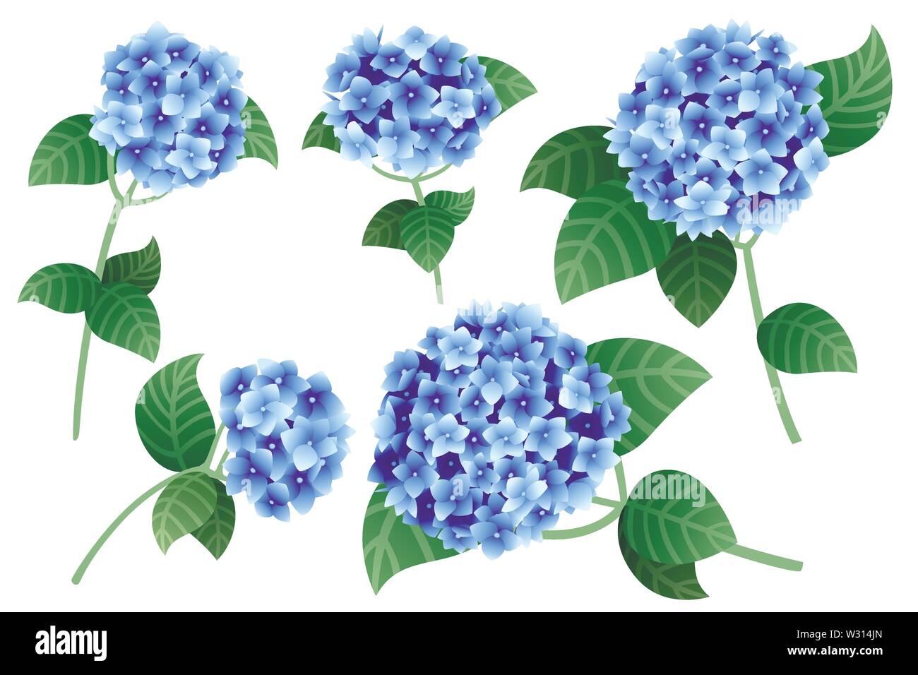 Set of blue hydrangea flowers with green stems and leaves flat vector illustration isolated on white background. Stock Vector