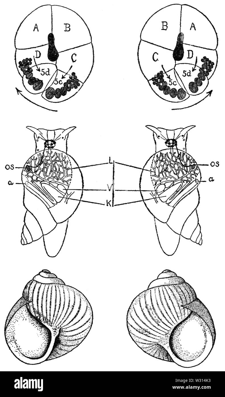 PSM V85 D245 Inverse symmetry in late embryos and adult stages of snails Stock Photo Alamy