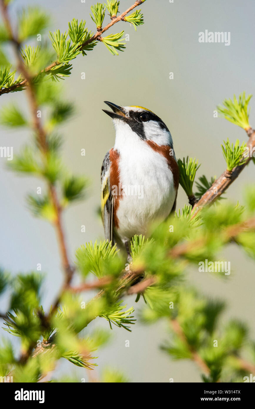 chestnut-sided warbler, Setophaga pensylvanica, singing, Nova Scotia, Canada Stock Photo
