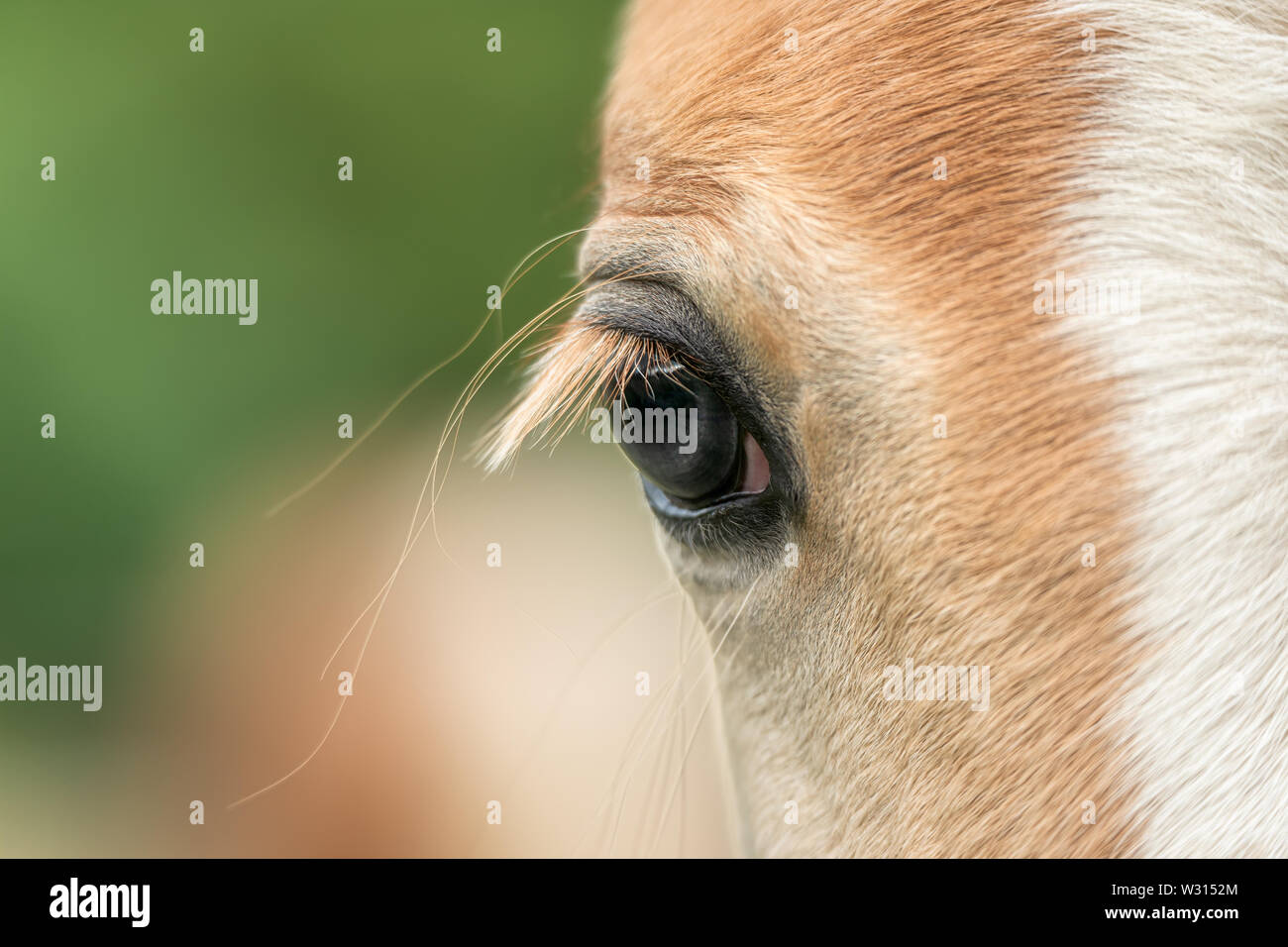Close-up view of a horse eye with long eyelashes, a blond chestnut Haflinger frontal head with a white blaze marking Stock Photo