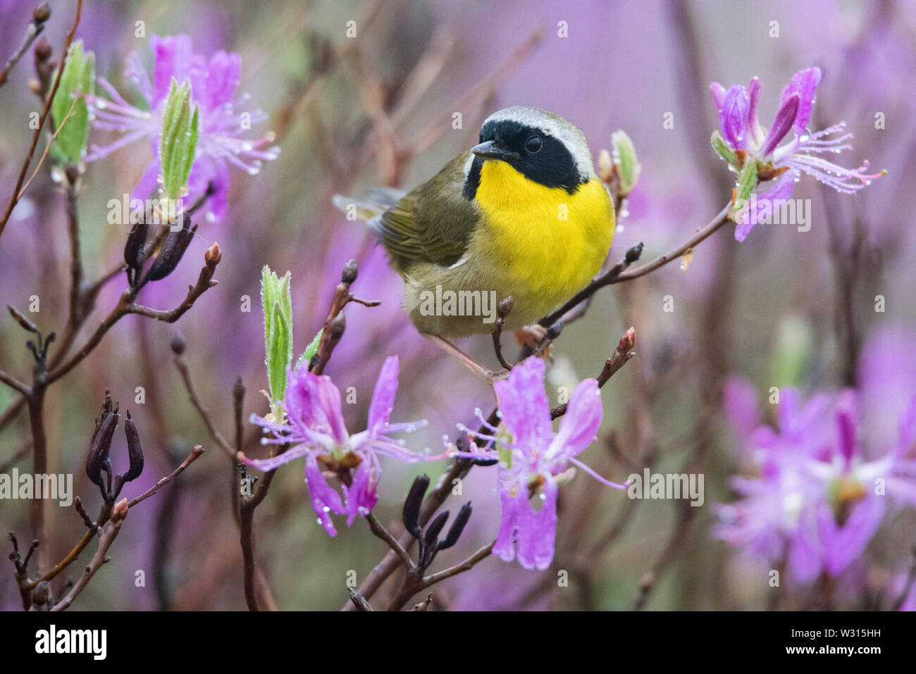 common yellowthroat, Geothlypis trichas, male, perched on pinkish-purple rhodora flowers, Rhododendron canadense, Nova Scotia, Canada Stock Photo