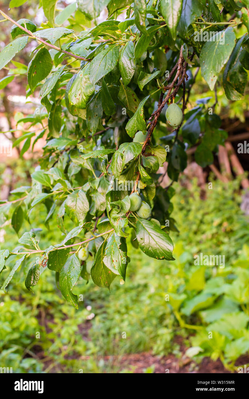 Branch with green unripe plums, ripening plum fruit Stock Photo - Alamy