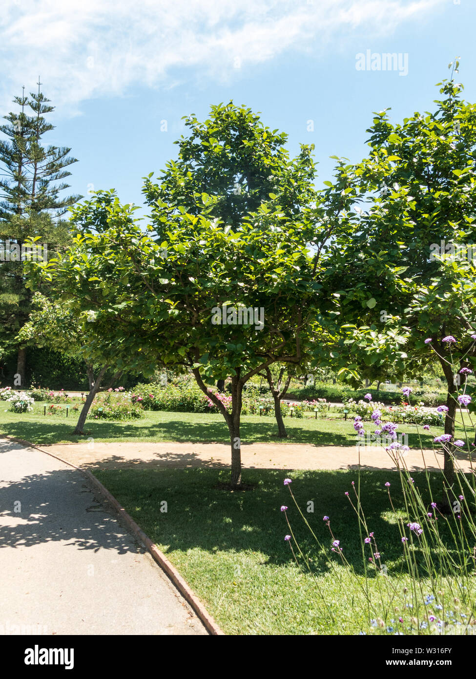 the Park Cervantes, rose garden, Barcelona. Spain Stock Photo Alamy