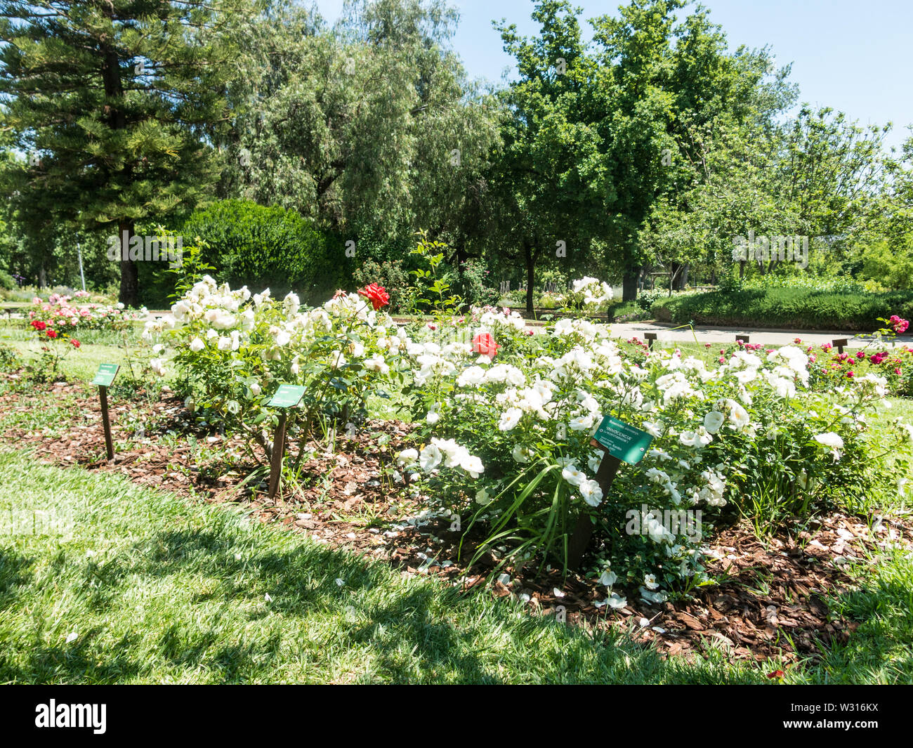 the Park Cervantes, rose garden, Barcelona. Spain Stock Photo Alamy