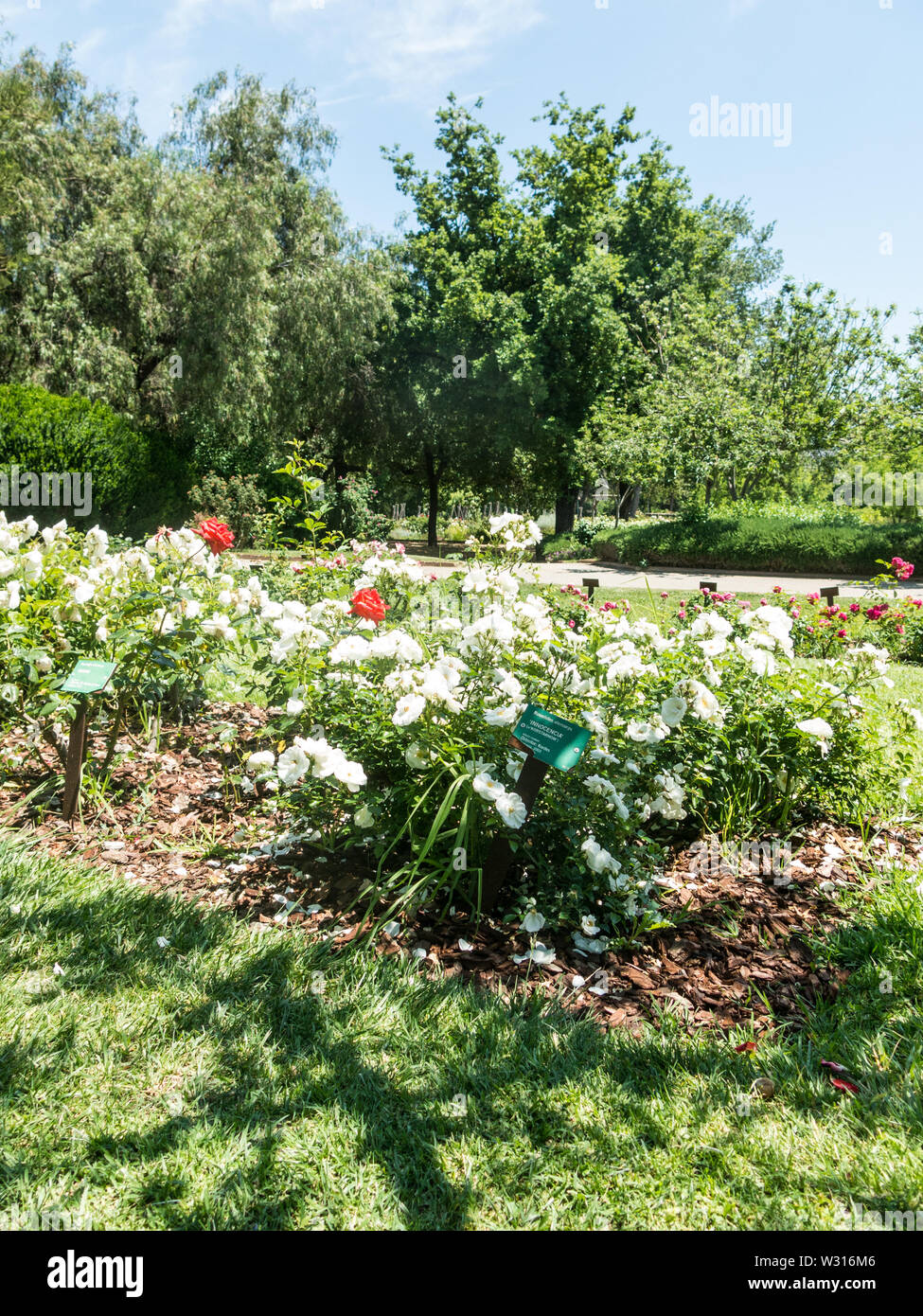 the Park Cervantes, rose garden, Barcelona. Spain Stock Photo Alamy