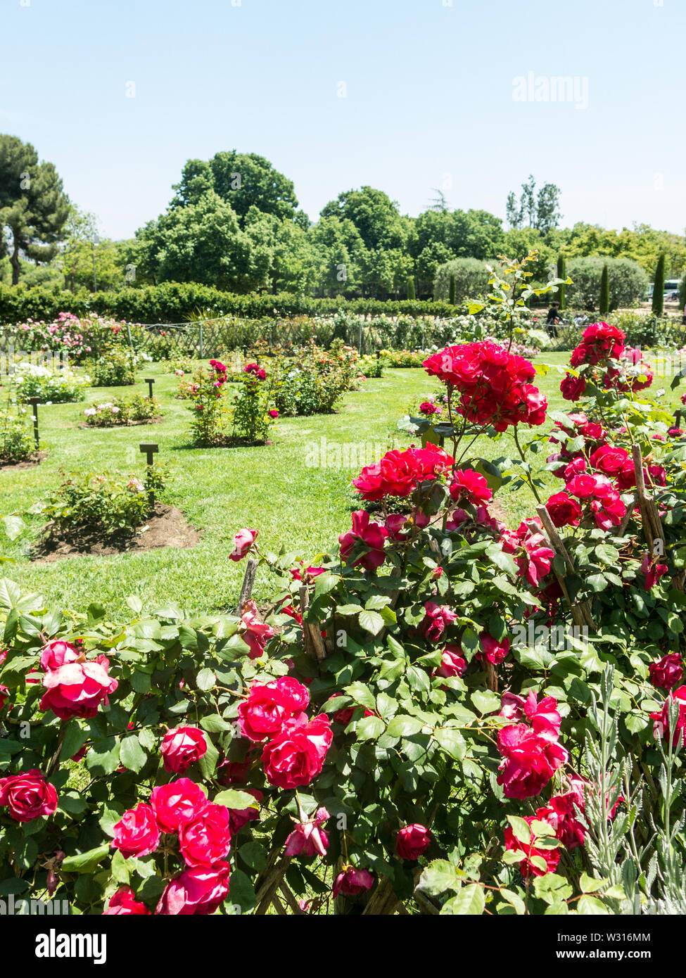 the Park Cervantes, rose garden, Barcelona. Spain Stock Photo - Alamy