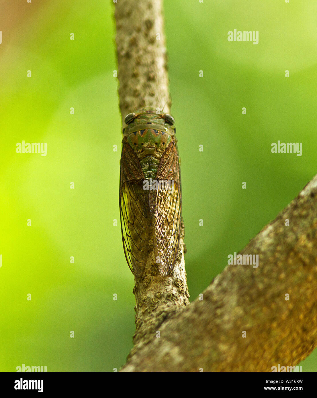 Common to the tropical riverine forests of Eastern and Southern Africa, the males of the Giant Forest Cicada emit a shrill continuous call that is alm Stock Photo