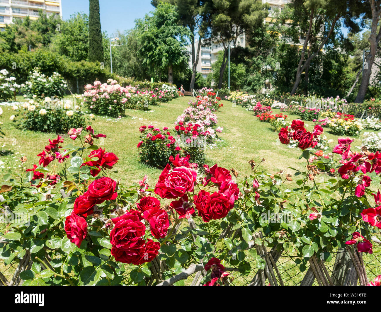 the Park Cervantes, rose garden, Barcelona. Spain Stock Photo Alamy