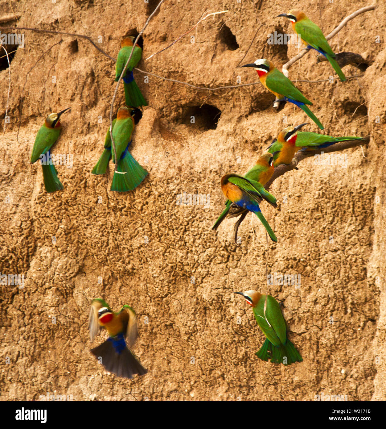 The White-fronted Bee-eater is a rrsident member of the family and they nest in large quarrelous colonies where they dig their tunnels into the soft r Stock Photo