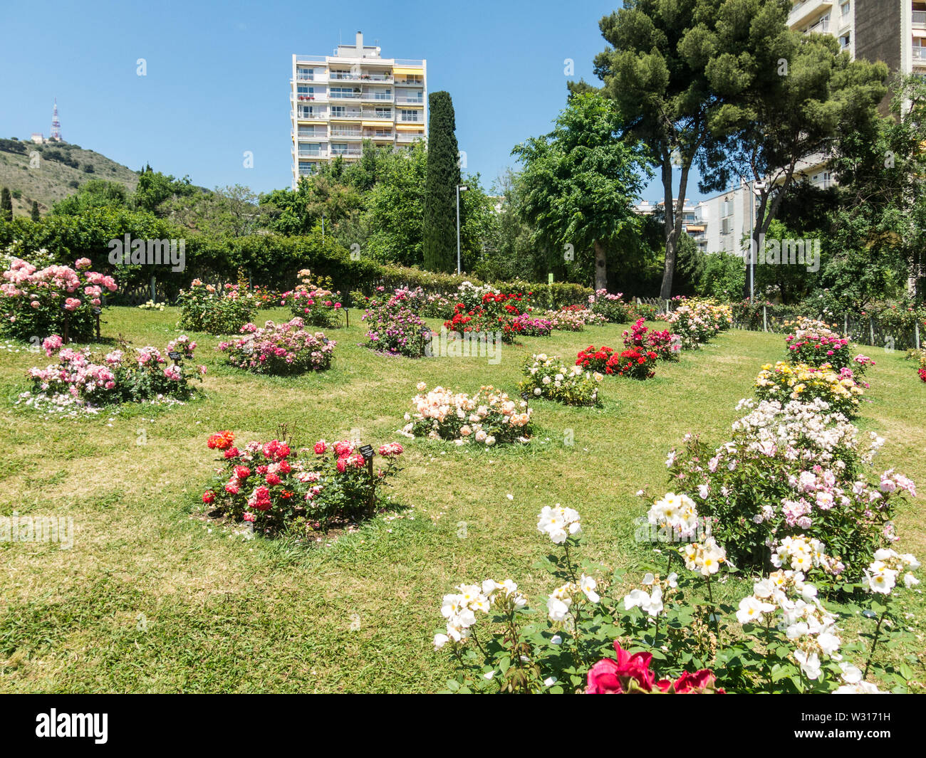 the Park Cervantes, rose garden, Barcelona. Spain. Stock Photo