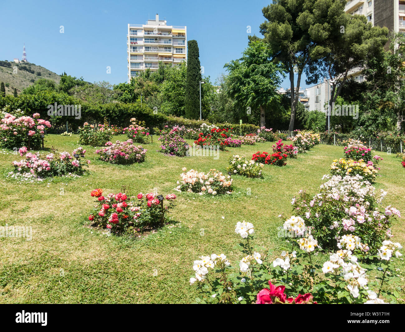 the Park Cervantes, rose garden, Barcelona. Spain Stock Photo Alamy