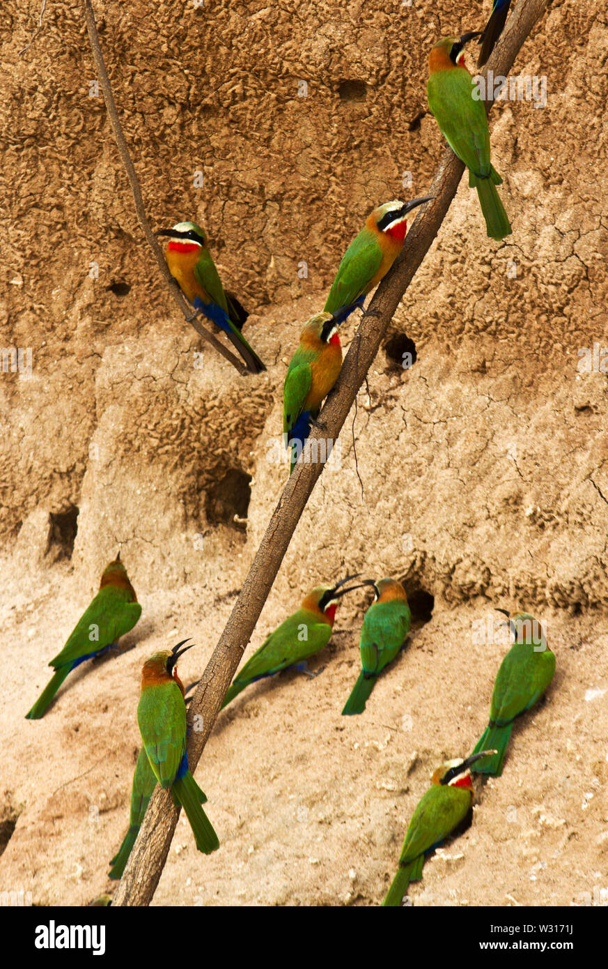 The White-fronted Bee-Eater is a resident member of the family and they nest in large quarrelous colonies where they dig their tunnels Stock Photo