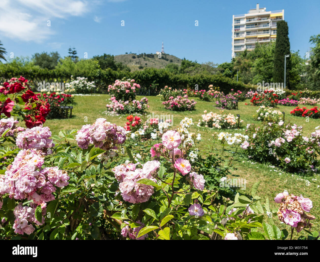 the Park Cervantes, rose garden, Barcelona. Spain Stock Photo Alamy