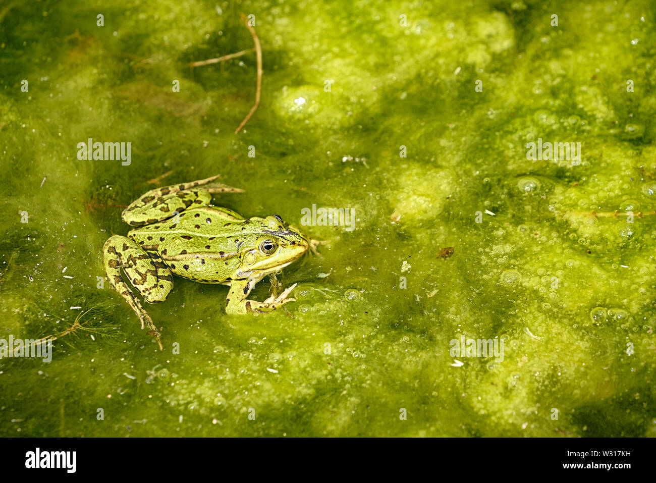 frog-in-a-lake-stock-photo-alamy