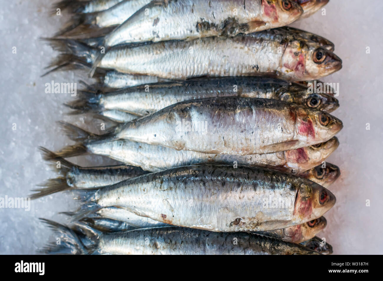 Fresh sardines on ice on display in fish shop / fish market Stock Photo