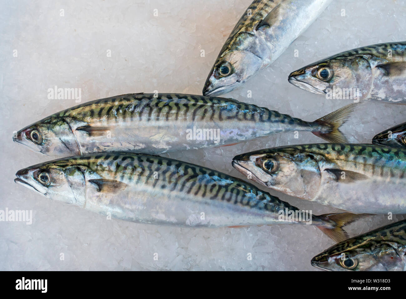 Atlantic mackerel /  Norwegian mackerel / Scottish mackerel (Scomber scombrus) fishes on ice on display in fish shop / fish market Stock Photo
