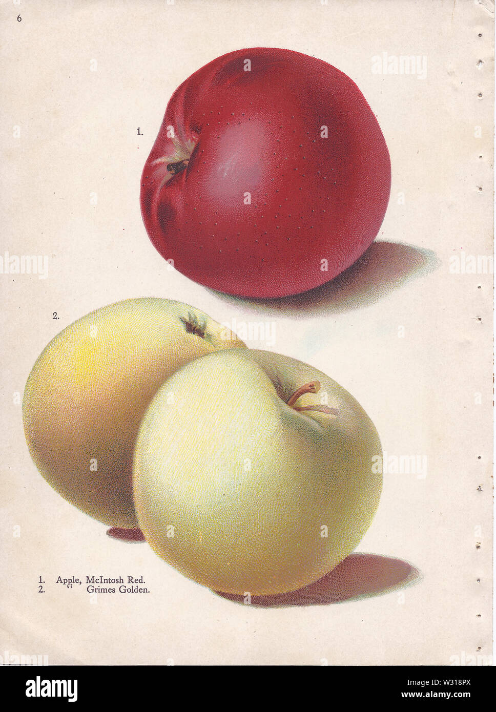 1909 illustrations by Alois Lunzer depicting apple cultivars McIntosh Red and Grimes Golden Stock Photo