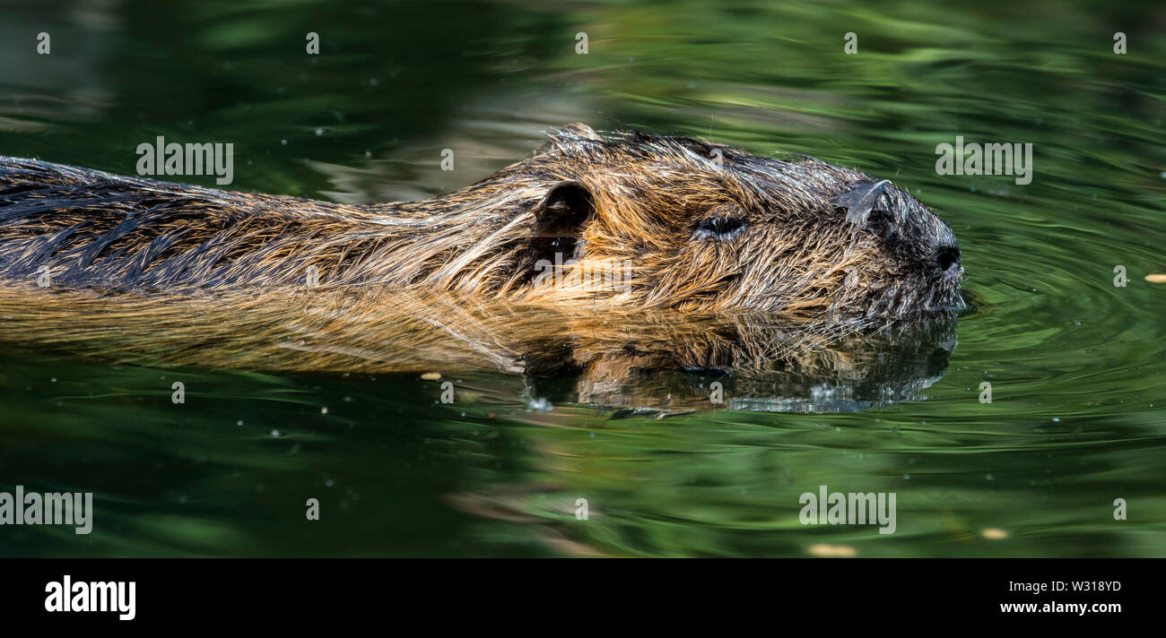 Coypu / nutria (Myocastor coypus) introduced species from South America, swimming in pond Stock Photo