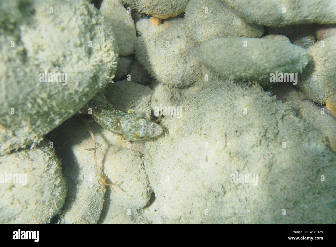 Sand Diver (Synodus intermedius) hiding under rocks, Crocus Bay, Anguilla, BWI. Stock Photo