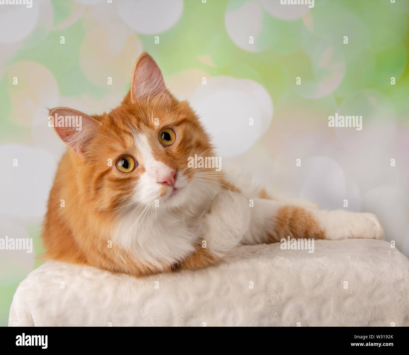 Orange and White Cat Lying Down Looking to the Right With Paw Up On a ...
