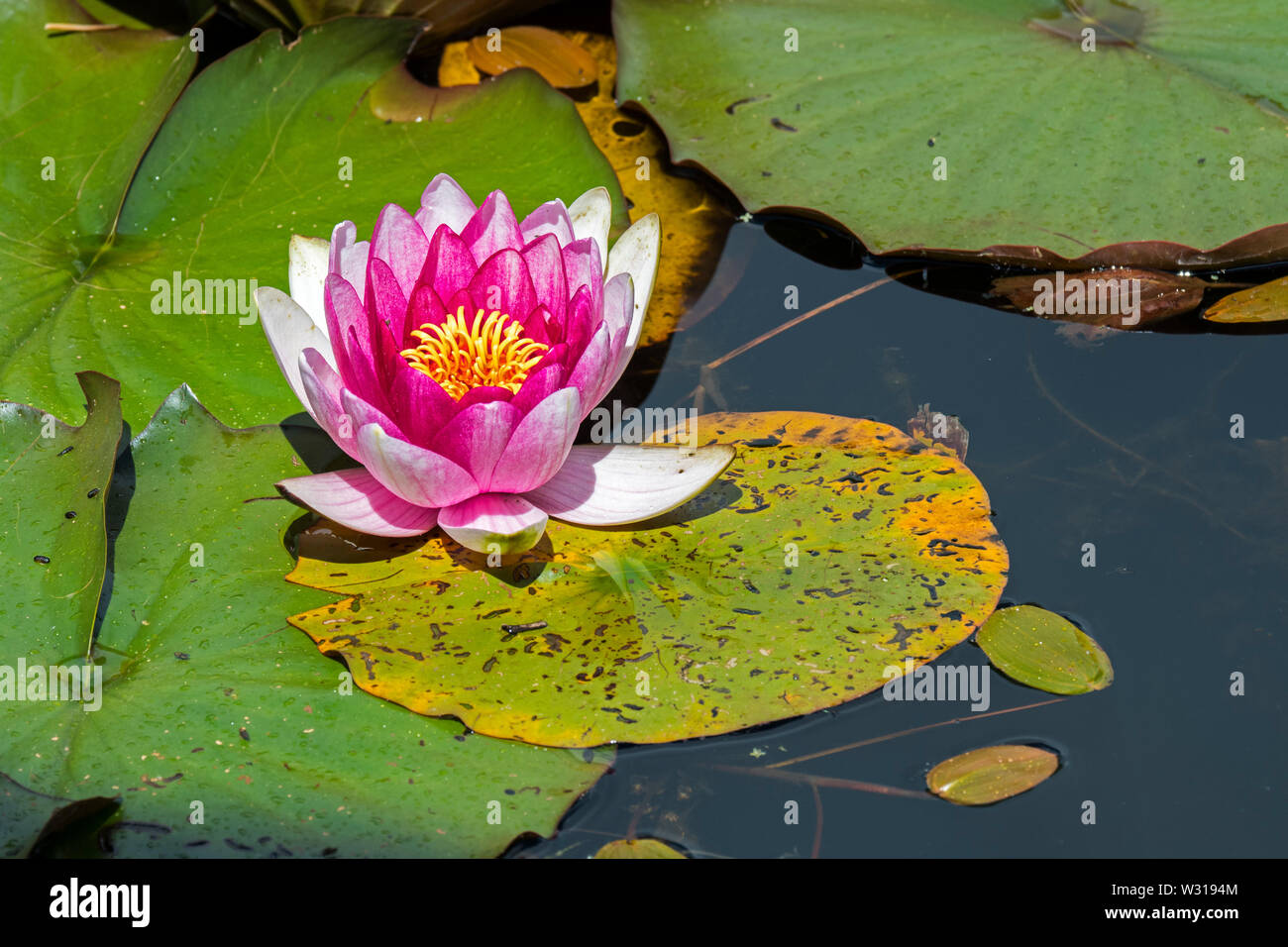 Pink cultivar of Nymphaea / water lily in flower in pond Stock Photo