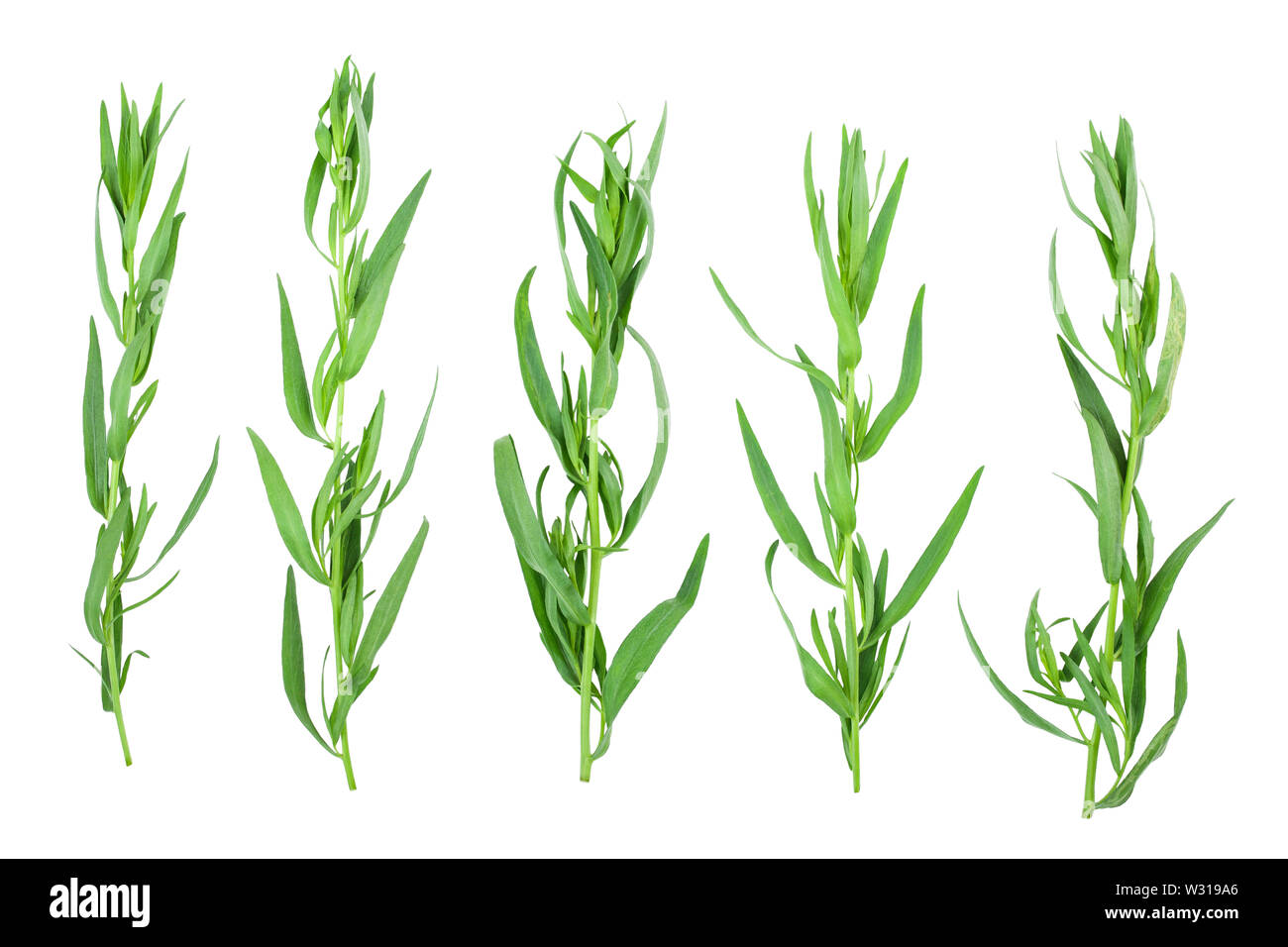 tarragon or estragon isolated on a white background. Artemisia dracunculus. Top view. Flat lay. Stock Photo